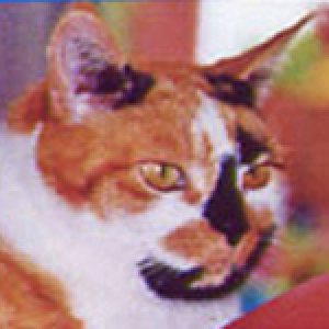 Marie, lapjeskat