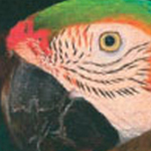 Sjaaki