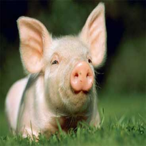 Varkens