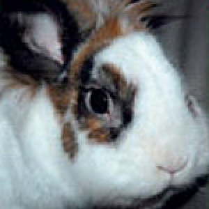 Konijn Nikki