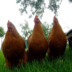 Kippen